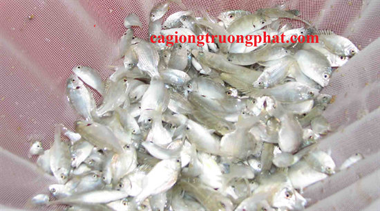 CÁ TRÁP VÂY VÀNG GIỐNG CHẤT LƯỢNG Cá tráp vây vàng giống chất lượng